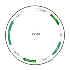 Plasmid map of FAAV2-578