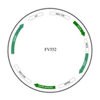 Plasmid map of FAAV8-552