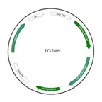Plasmid map of FAAV8-7409