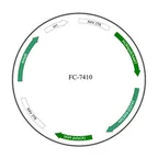Plasmid map of FAAV8-7410