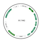 Plasmid map of FAAV8-7482