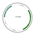 Plasmid map of FAAV8-8598