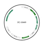 Plasmid map of FAAV9-10449
