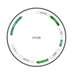 Plasmid map of FAAV9-350