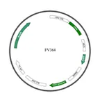 Plasmid map of FAAV9-364