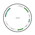 Plasmid map of FAAV9-371
