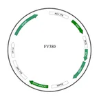Plasmid map of FAAV9-380
