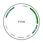 Plasmid map of FAAV9-546