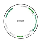 Plasmid map of FAAV9-9865