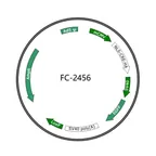 Plasmid map of FAC2456