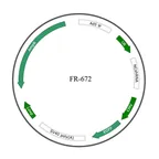 Plasmid map of FAR672