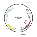 Plasmid map of FAR682