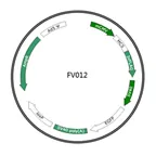 Plasmid map of FAV012