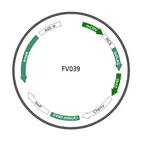 Plasmid map of FAV039