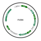 Plasmid map of FAV094