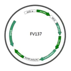 Plasmid map of FAV137