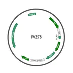 Plasmid map of FAV278