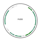 Plasmid map of FAV283