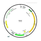 Plasmid map of FAV315