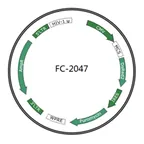 Plasmid map of FLC2047