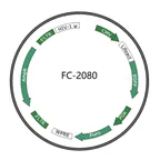 Plasmid map of FLC2080