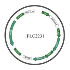Plasmid map of FLC2231