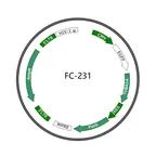 Plasmid map of FLC231