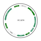 Plasmid map of FLC2674