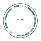 Plasmid map of FLC4954