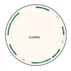Plasmid map of FLC4960