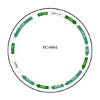 Plasmid map of FLC4961