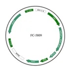Plasmid map of FLC5809