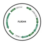 Plasmid map of FLR344