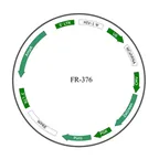 Plasmid map of FLR376
