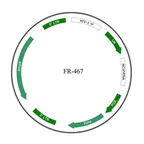Plasmid map of FLR467