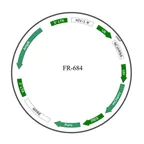 Plasmid map of FLR684