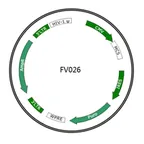 Plasmid map of FLV026