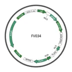 Plasmid map of FLV034