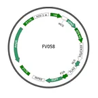 Plasmid map of FLV058