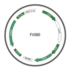 Plasmid map of FLV080