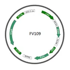 Plasmid map of FLV109