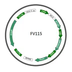 Plasmid map of FLV115