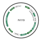Plasmid map of FLV119