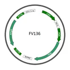 Plasmid map of FLV136