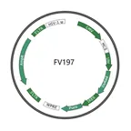 Plasmid map of FLV197