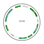Plasmid map of FLV229