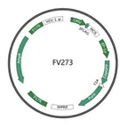 Plasmid map of FLV273
