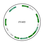 Plasmid map of FLV495