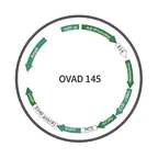 Plasmid map of OVAD145