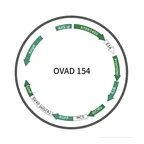 Plasmid map of OVAD154
